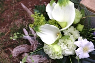 Arum lily, zantedeschia aethiopica 'Green Goddess'