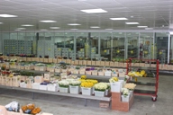 Cash and carry, fresh flower market at Flowervision in Bristol